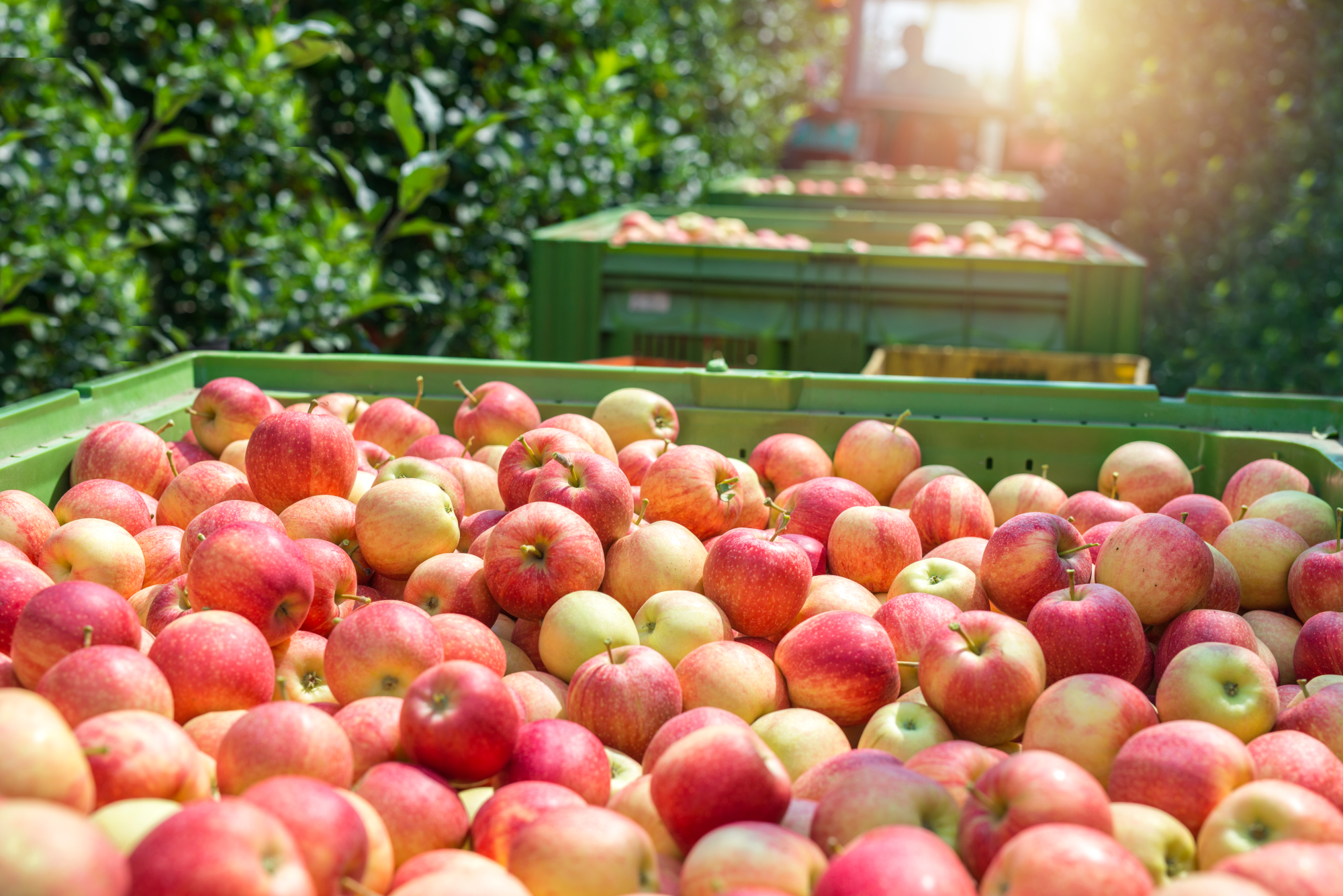 Food farm industry. Harvesting apple fruit in green orchard. Pile of freshly harvested organic apple