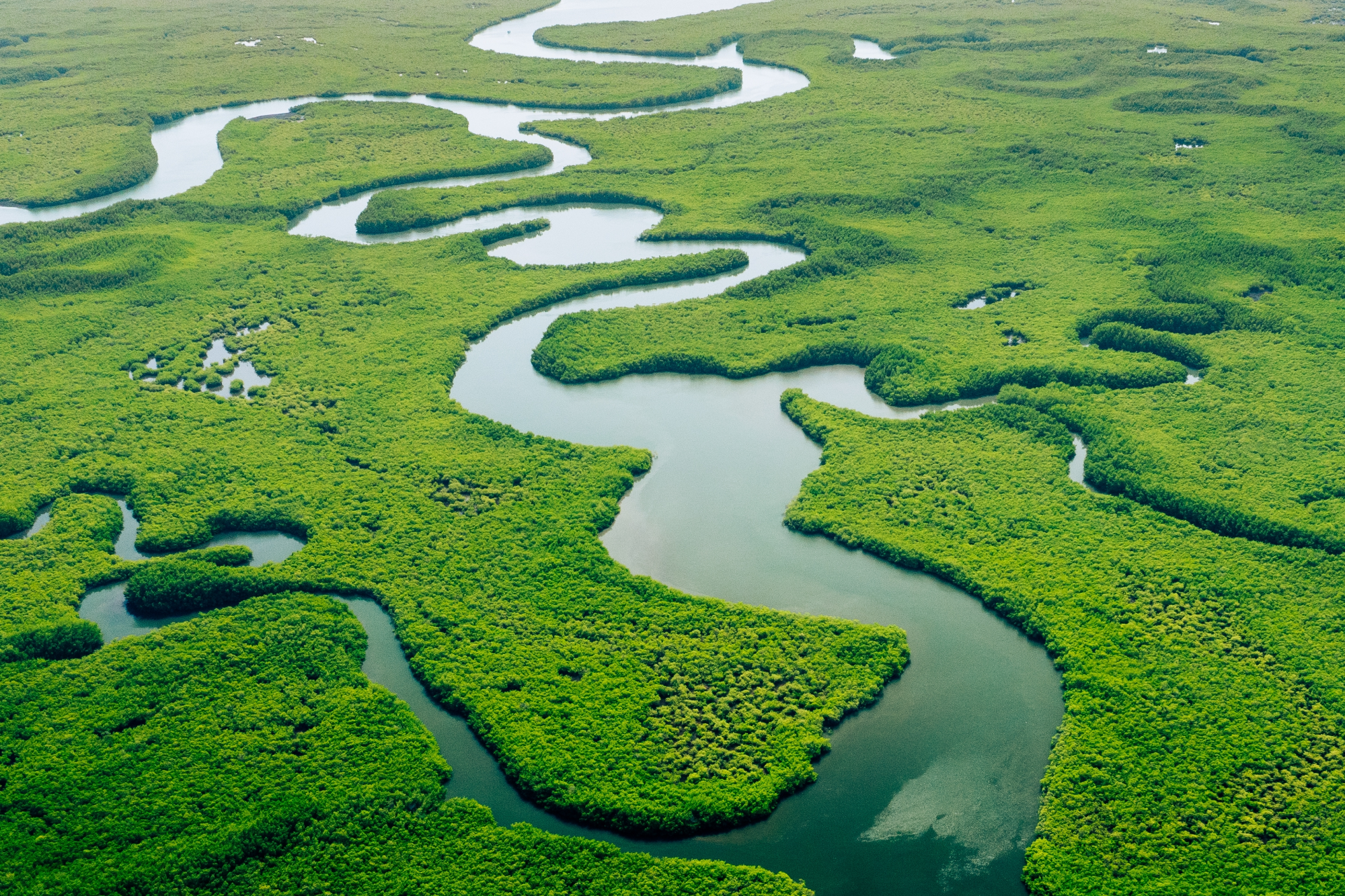 iso-14001-sdg-dqs-Ecosystem and Healthy Environment. Concepts and Nature Background. Tropical Rainfo