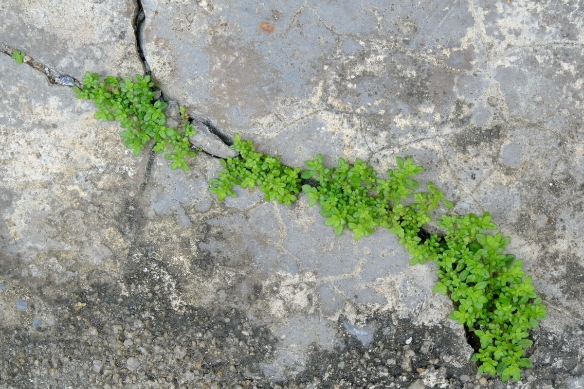 risiken-chancen-in-iso14001-dqs-bepflanzter strassenriss