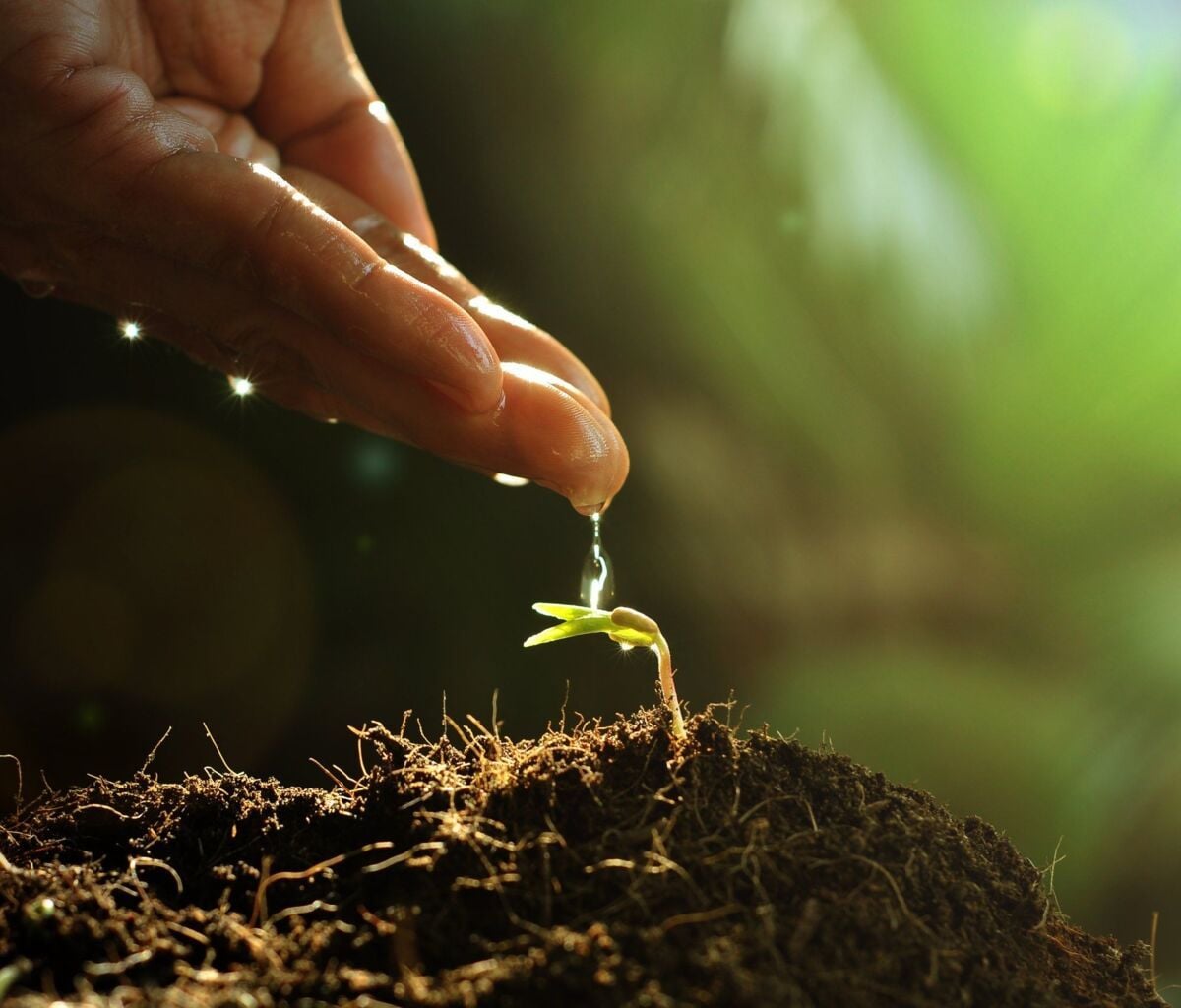sustainability-home-dqs-water the plant