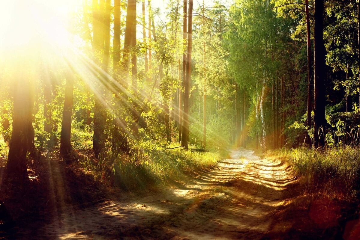 Rays of sunlight fall on a forest path