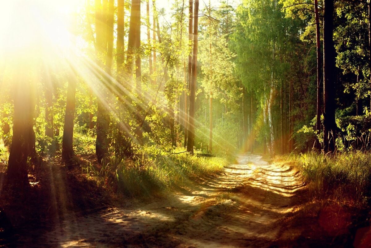 Rays of sunlight fall on a forest path