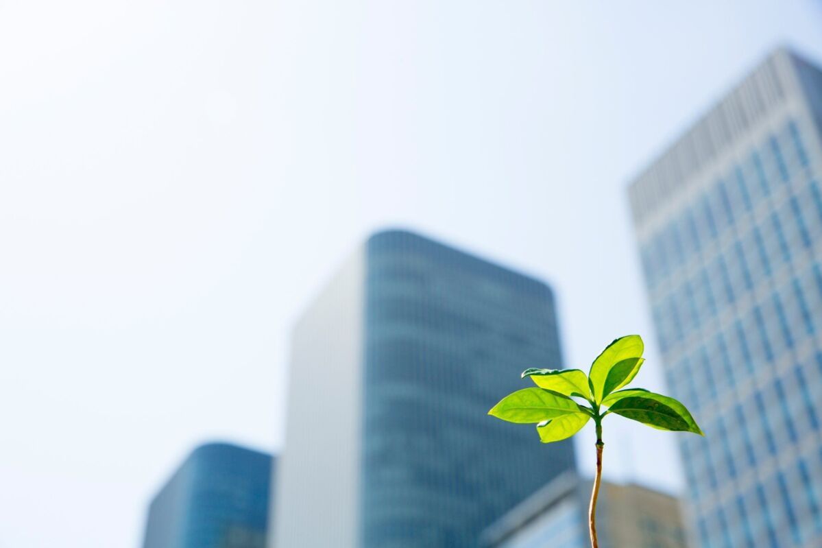 A green branch in the sun in front of skyscrapers on the horizon and a blue sky 