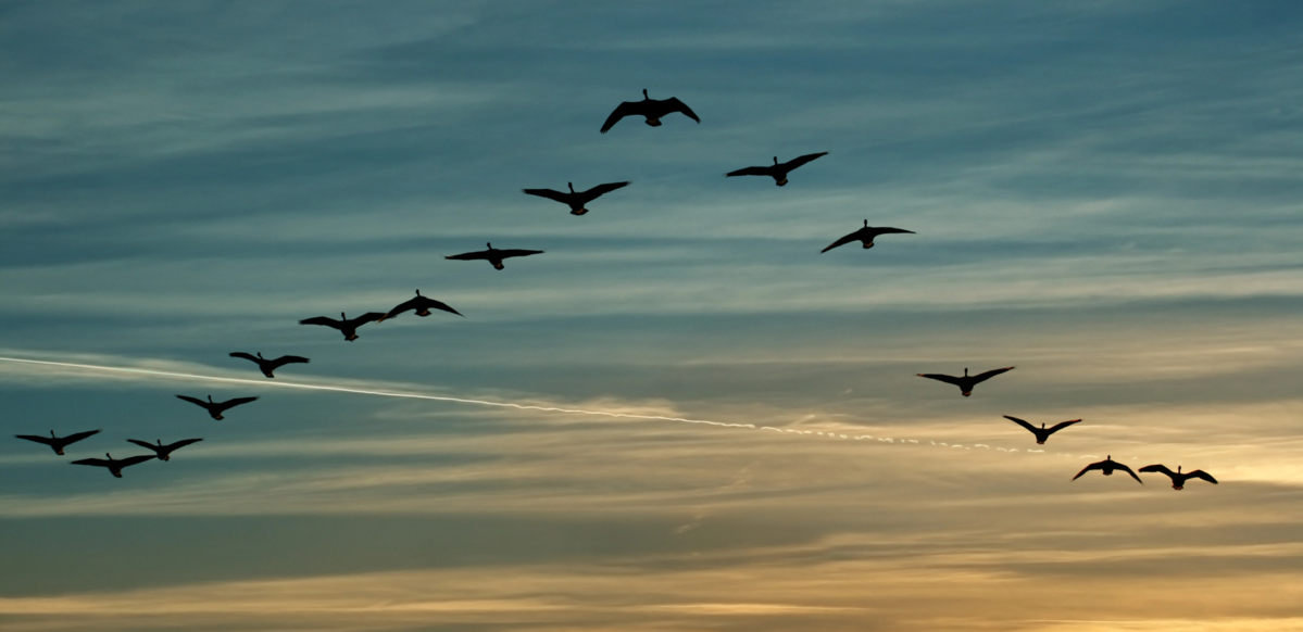 Bird flight at sunset