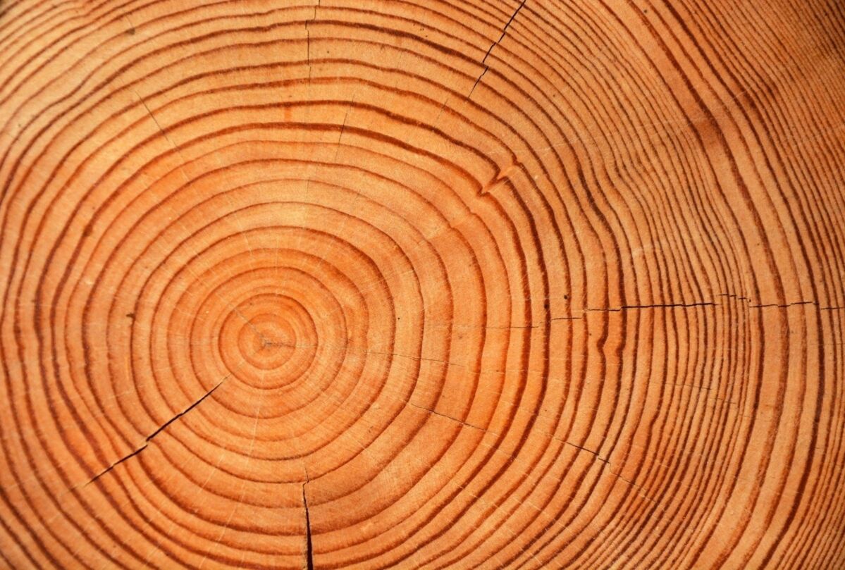Slice of wood timber as a natural background