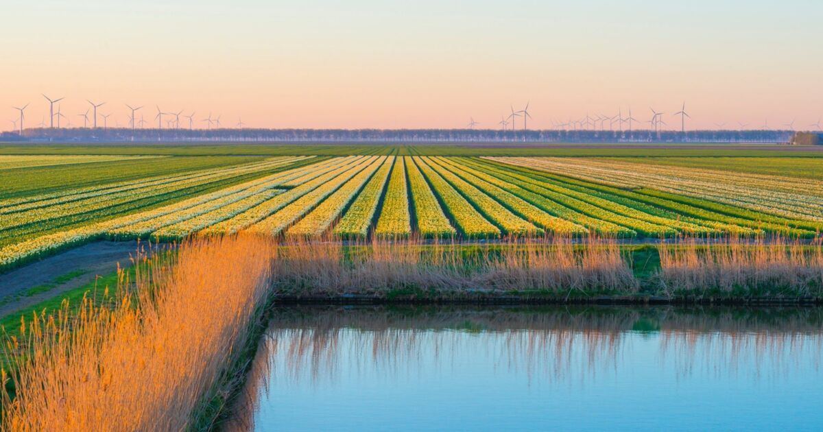 Colorful flowers in an agricultural field in sunlight at sunrise below a blue sky in springtime, Alm