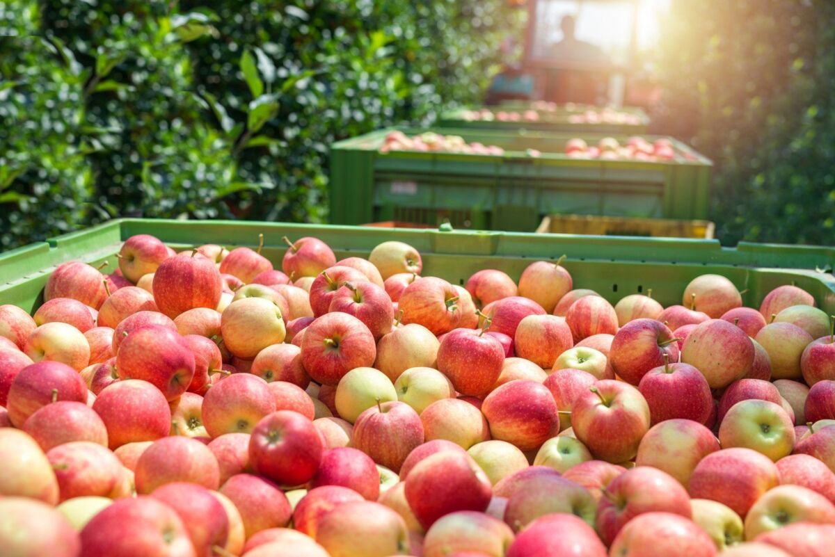 Food farm industry. Harvesting apple fruit in green orchard. Pile of freshly harvested organic apple
