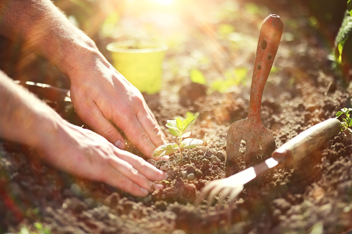 Academy - Gardener planting crop