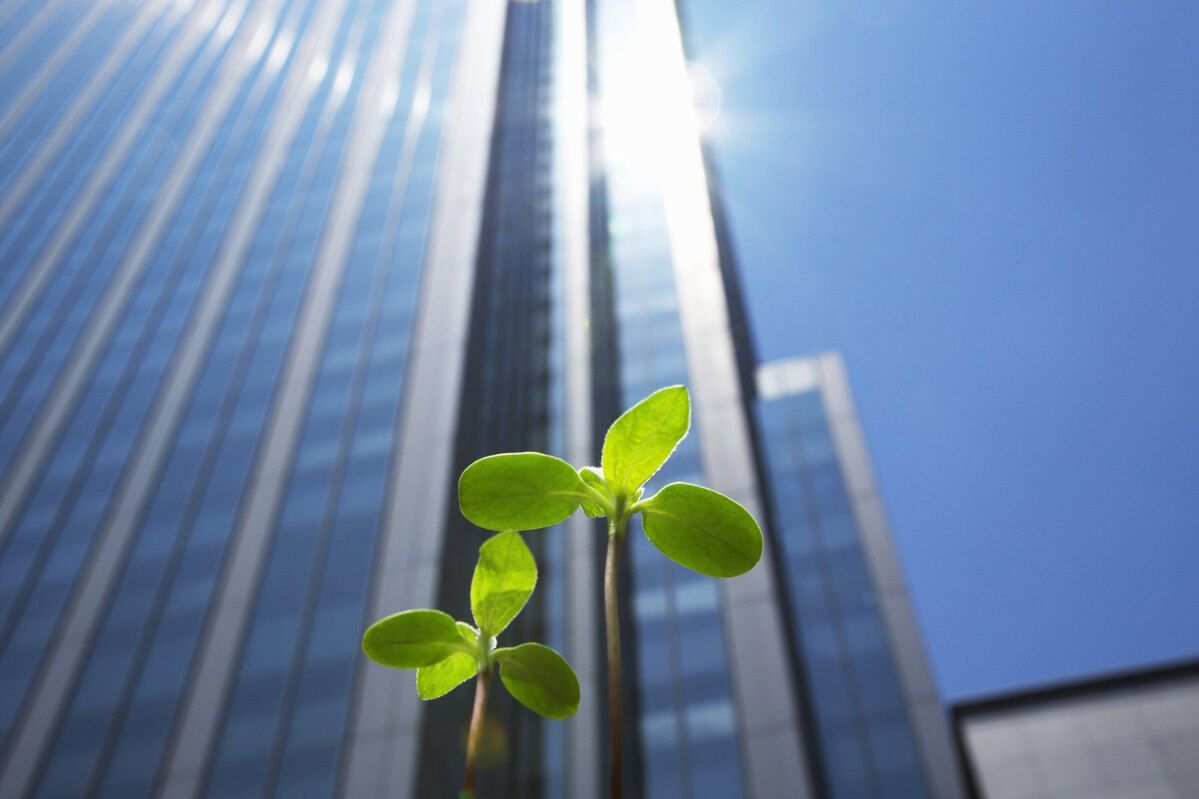 Young shoot with green leaves in front of a skyscraper illuminated by the sun and a blue sky 