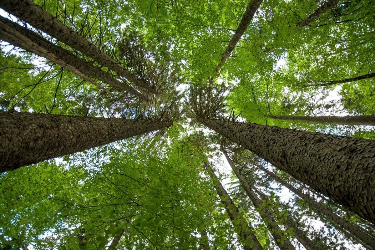 Environmental aspects-dqs-treetops from below