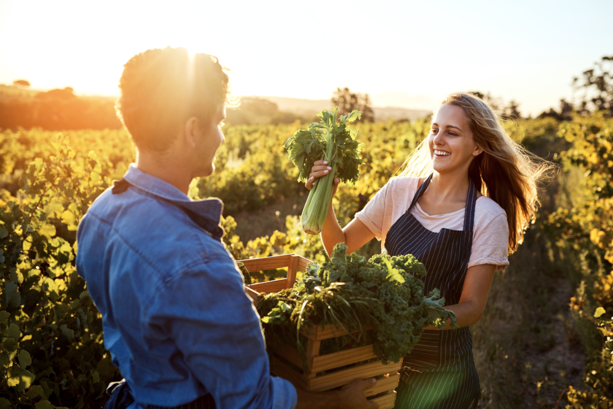 Two young farmers harvesting fresh vegetables on a field in warm sunlight, teamwork, sustainable far
