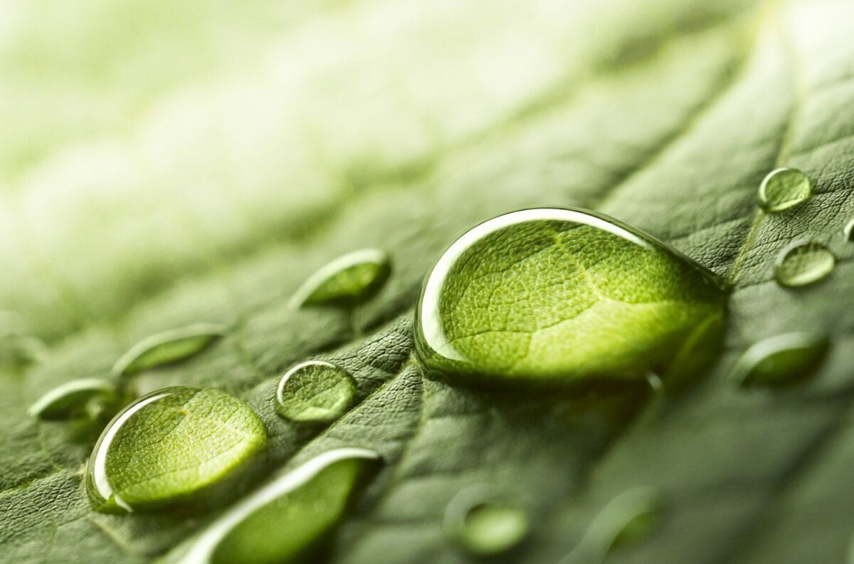 Large beautiful drops of transparent rain water on a green leaf macro. Drops of dew in the morning g