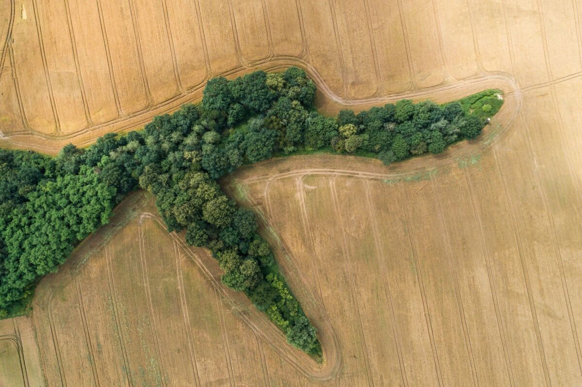 scope-of-application-iso14001-dqs-many green trees and bushes in the middle of a field