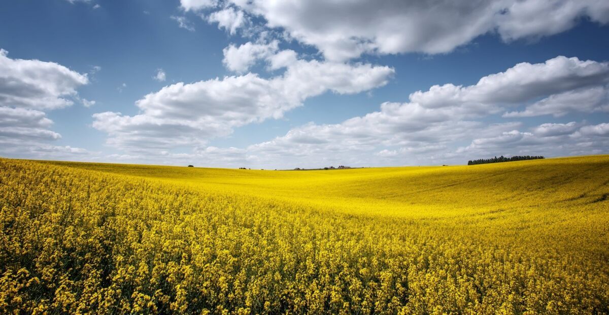 View on agriculture field with canola blossoming field  at sunny day. Rich Harvest Concept. Rural La