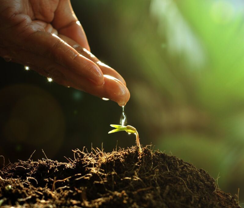sustainability-home-dqs-water the plant