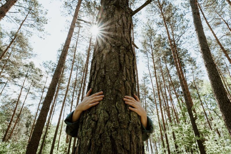 iso14001-sdg-dqs-man hugging tree