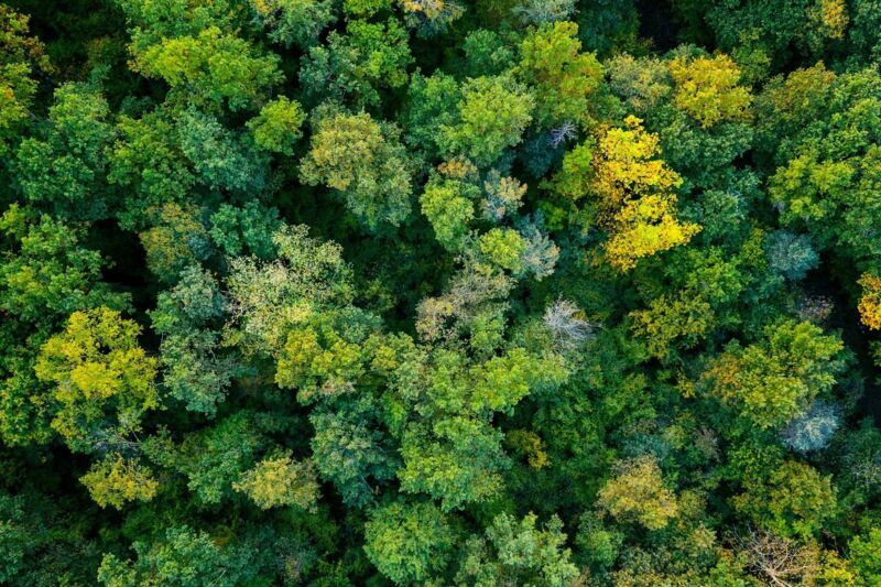 sustainability-explore-dqs-a forest from above