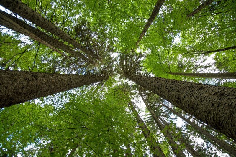 Environmental aspects-dqs-treetops from below