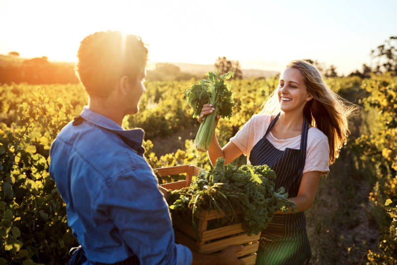 Two young farmers harvesting fresh vegetables on a field in warm sunlight, teamwork, sustainable far