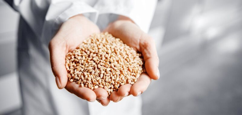 Closeup hands worker holds grain for production of white flour in automated modern mill banner.