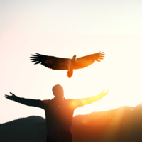 Freedom open arms silhouette man bird sunrise symbolism nature emotional flight inspiration strength